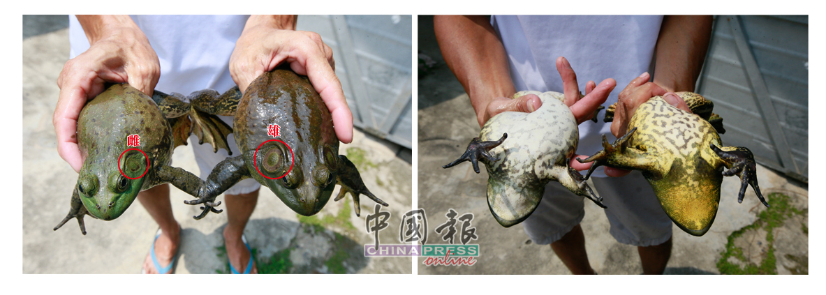 吴道利以饲养台湾品种牛蛙为主。雄蛙和雌蛙的分别主要是看耳朵，雄蛙的耳朵比较大，下巴的颜色为青黄色；雌蛙的耳朵小，下巴则是白色。牛蛙的颜色会随着身处的环境而改变。