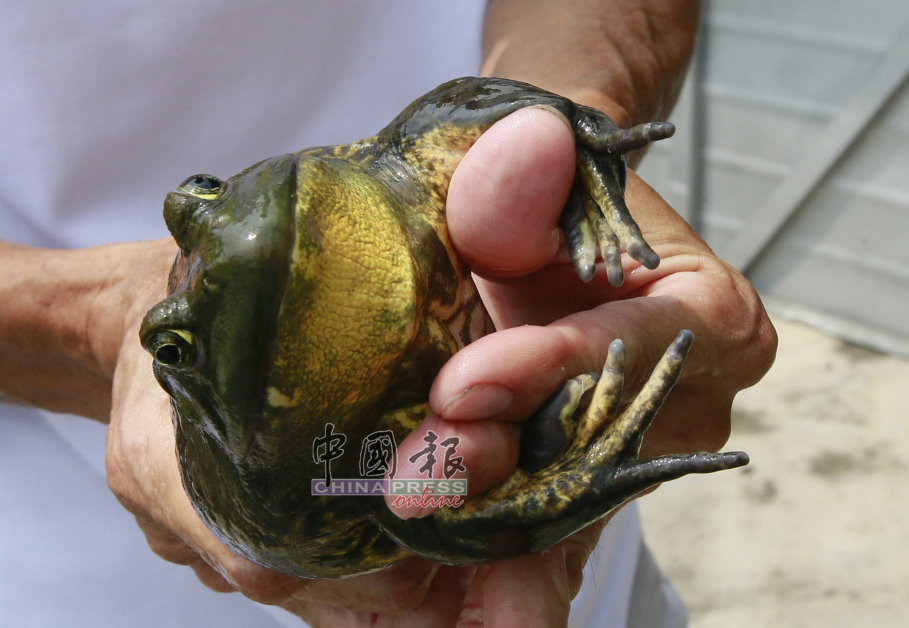 挑选繁殖用的雄牛蛙，除了体型壮硕，还需测试其“手”力，因雄蛙必须抱紧雌蛙，并帮助雌蛙挤出肚子里的卵。