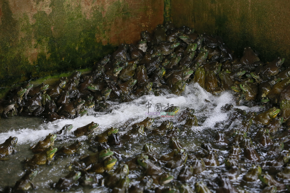 牛蛙爱水，只要一开始洒水（养殖场每隔一小时撒水一个小时），它们就开心呱呱叫，牛蛙很容易受到惊吓，受惊吓后会聚集成堆，下方的牛蛙会因此而受伤甚至死亡。