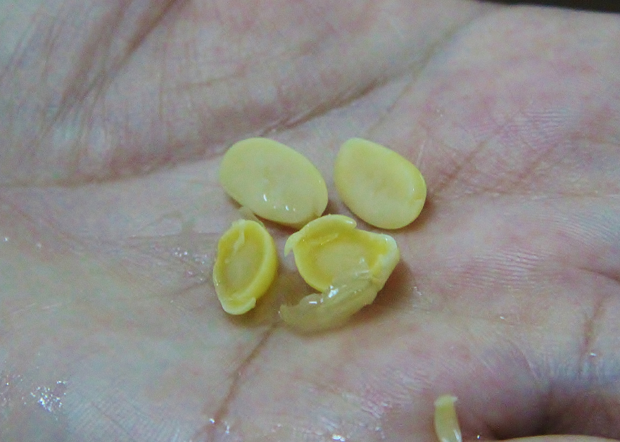 制作豆浆、豆卜和豆花的第一个步骤是泡黄豆，浸泡得够透的黄豆，剥开后内部颜色一致（上）；浸泡不透的黄豆，内部颜色不一致（下）。
