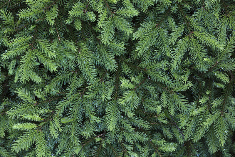松树在寒带地方也是四季长青的，它像征着新生命的诞生和成长，也像征善良人类的健康、长生和愿望，作为圣诞树可说是最具意义的象征。