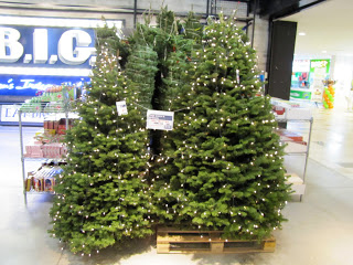 除了大型花圃，就连超市也可买到真的圣诞树。