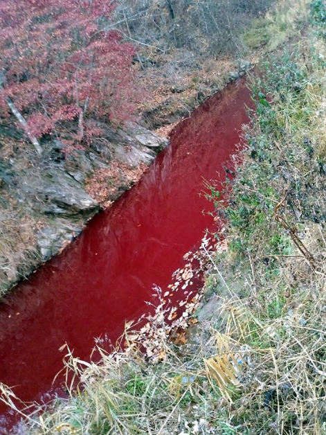 临津江支流河水被猪血染红。（法新社）