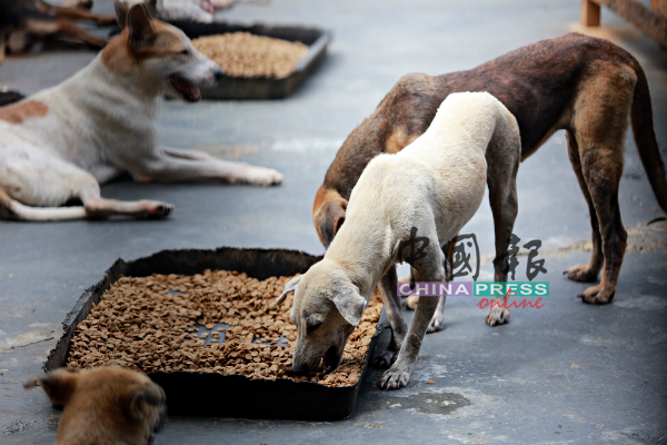 森美兰同善福利协会及万茂新村村委会捐出100包狗粮，为毛孩送暖。