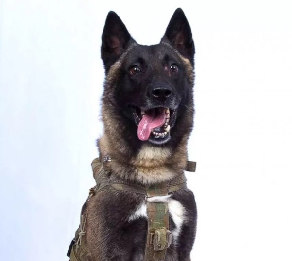 参与巴格达迪突袭行动的英雄军犬，名叫“柯南”。