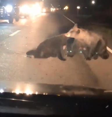 熊妈妈把腿部受伤的小熊方叼到路旁比较安全的地方。