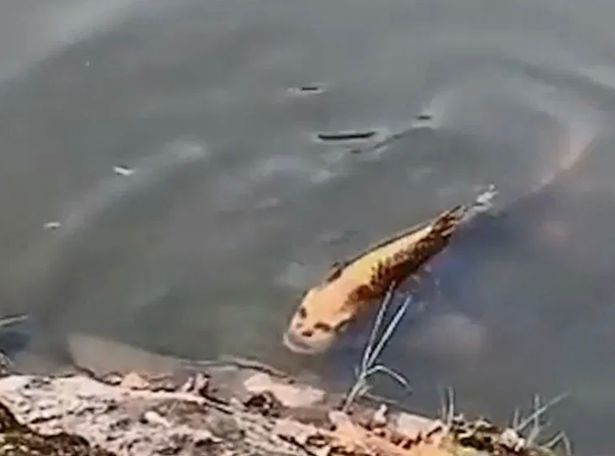 云南省昆明市一处湖泊近日惊见一只人面鱼，让网友大呼超可怕。（截取自视频）