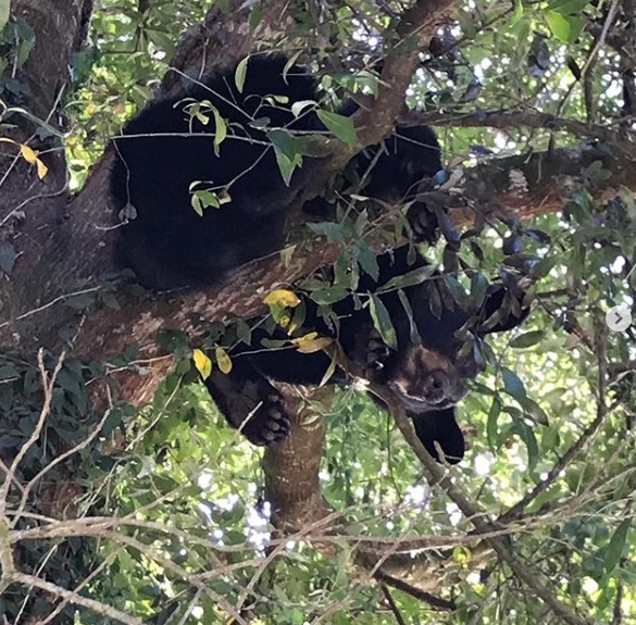 一只小熊路过时似乎被虎威吓傻，竟爬到树上受困5天无法下来。