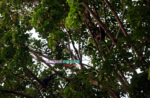 猴子出现在大树上，大闹附近住宅区。