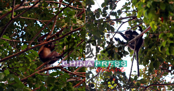 猴子悬挂在高空树枝上随意大小便，造成住宅区马路遍地粪便及尿液。