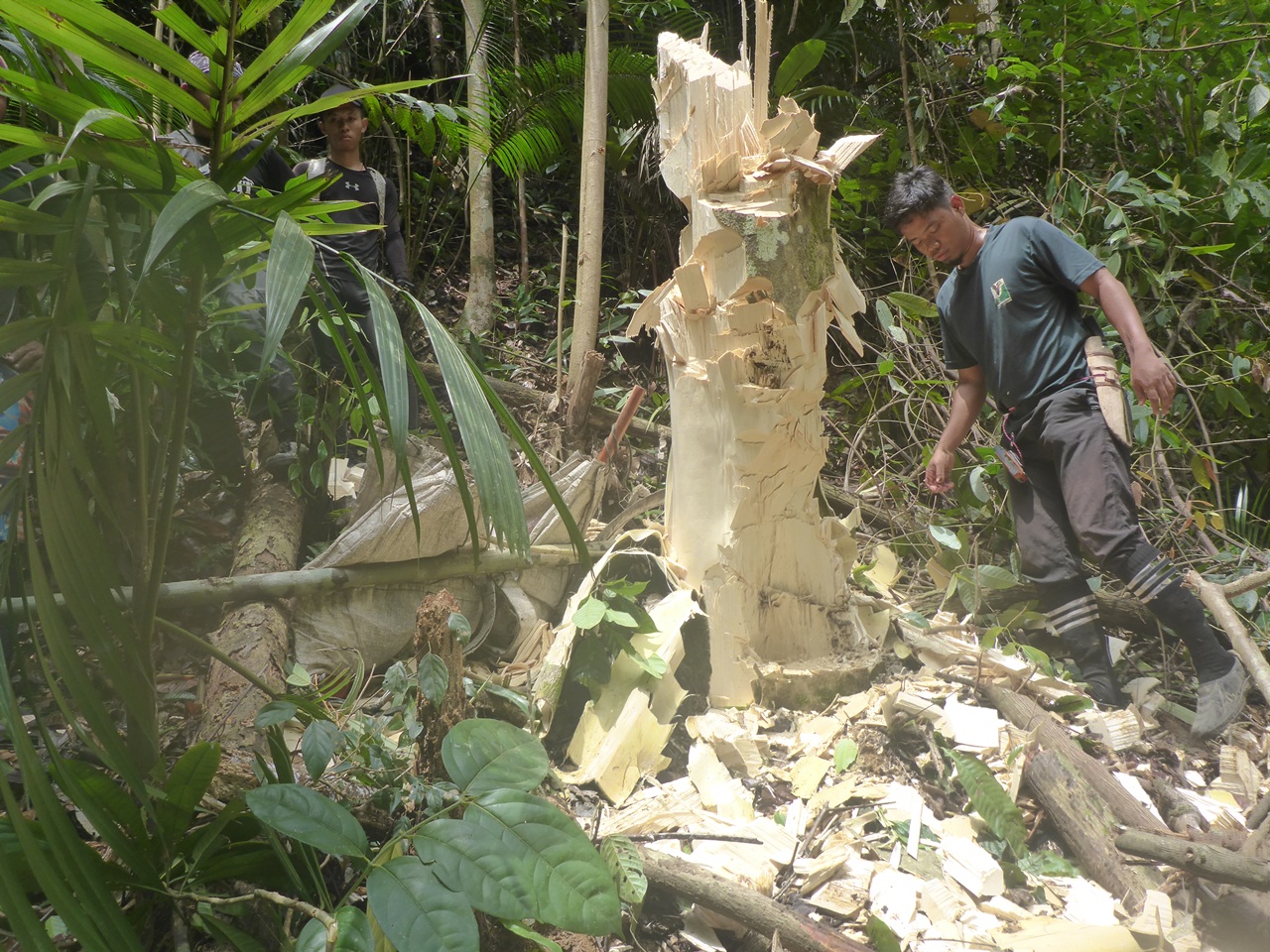 执法人员巡逻时发现沉香木被非法砍伐。