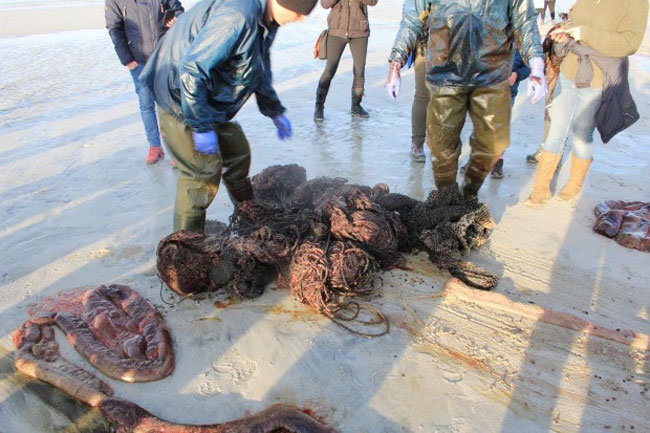 这头26吨抹香鲸，胃部竟然有约100公斤海洋垃圾。