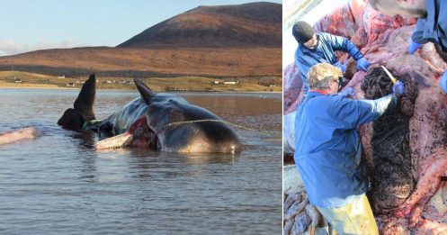 幼年抹香鲸伏尸海滩 胃藏百公斤海洋垃圾
