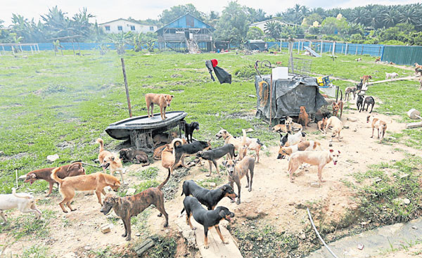 为了更有效解决流浪狗问题，政府除了位于万茂的临时收容所，也在文丁鉴定地点设立流浪狗收容所。