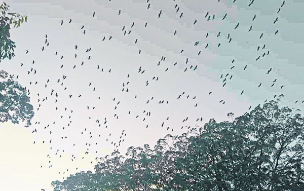 数以千只白鹭在老港上空飞翔而过。