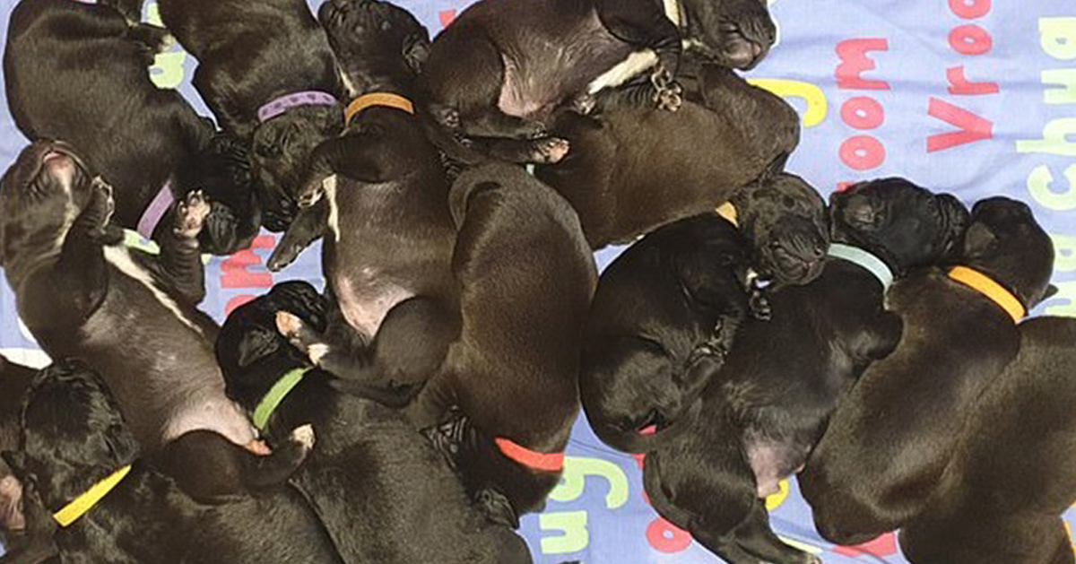 14只狗宝宝每隔两个小时就要吃点东西。