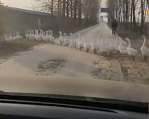 司机途中被过大群鹅截住马路。