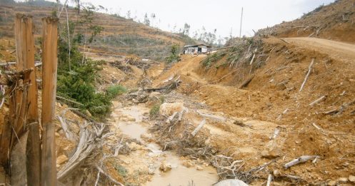 猫山王种植计划 侵蚀森林保护区