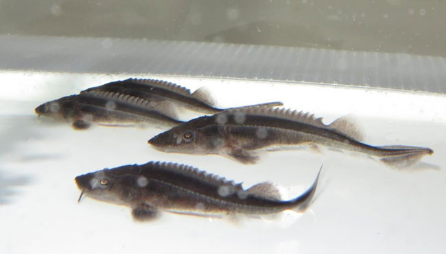 近畿大学水产研究所新宫实验场中的“雌化”鲟鱼。