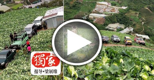 菜園被指威脅原住民村 華裔菜農6英畝心血全毀了