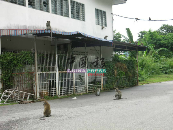 成群猴子肆无忌惮地在路上活动。