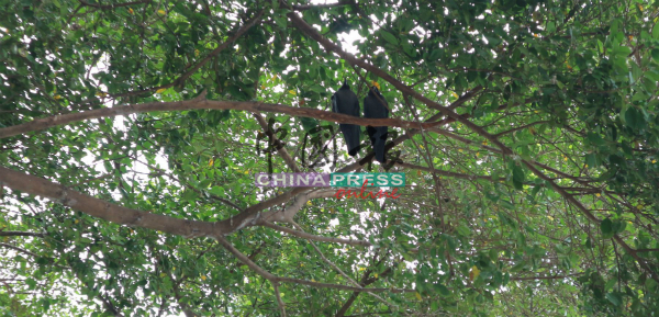 旅游区的树上，可以看到乌鸦的踪迹。