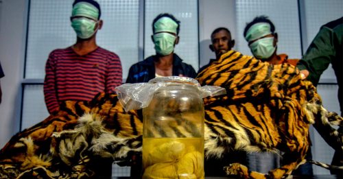 遏止濒绝盗猎行为 印尼警查获虎皮4胚胎