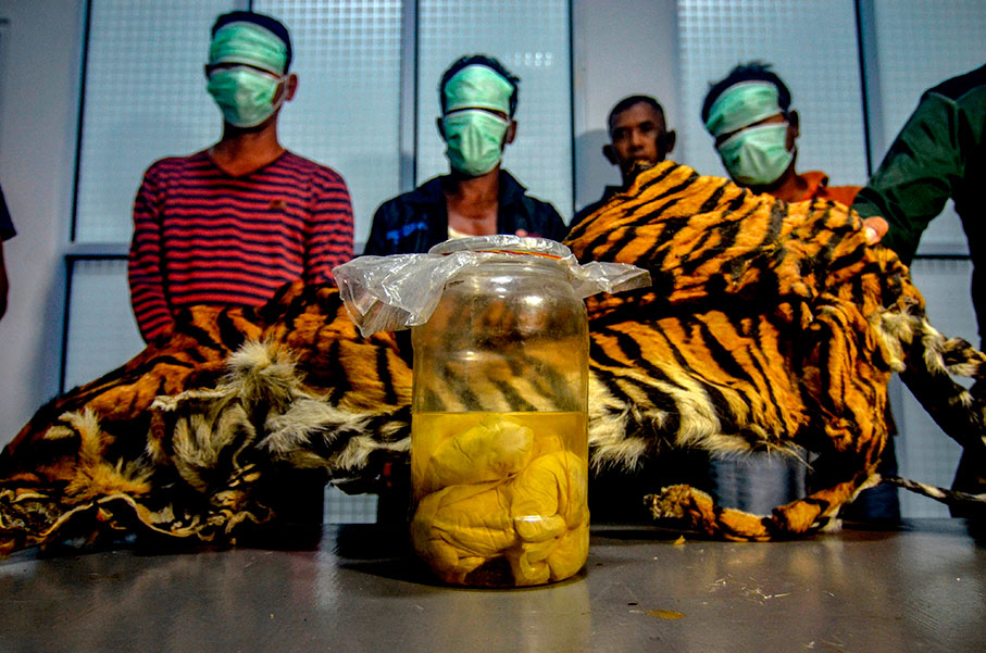 警方查获罐装的老虎胚胎和成年虎皮。（法新社）