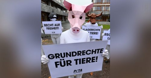 PETA代表小猪提告 抗议无麻醉割睾丸