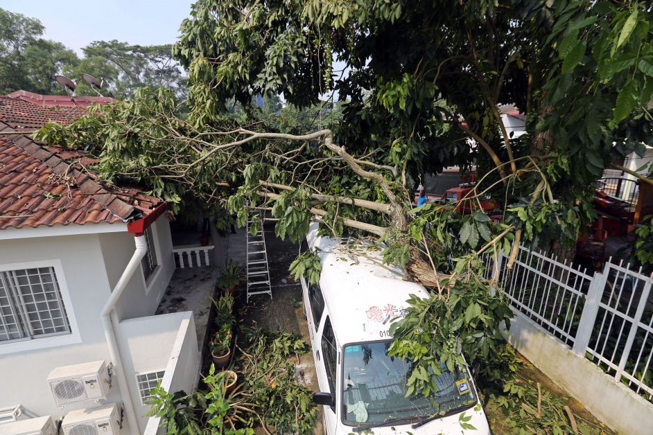 罗白早前受怪风袭击，有住家被倒下的大树压及。（档案照）