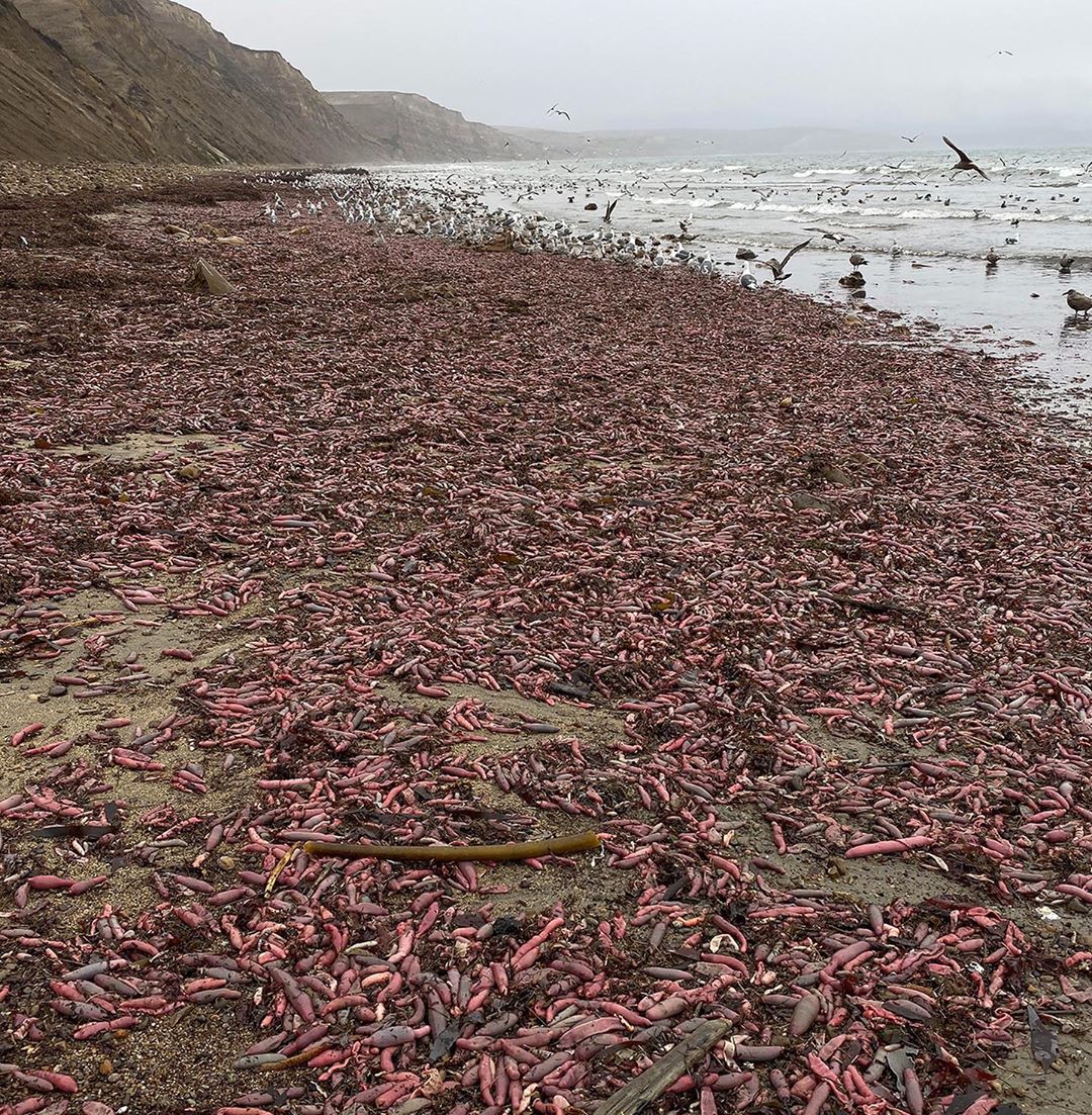 加州德瑞克海滩近日一场暴雨后，让这些海肠纷纷现身。