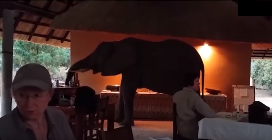 大象不请自来，餐厅游客被吓得身体僵硬。