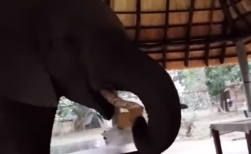 其中一头大象正把桌面的面包送入口中。