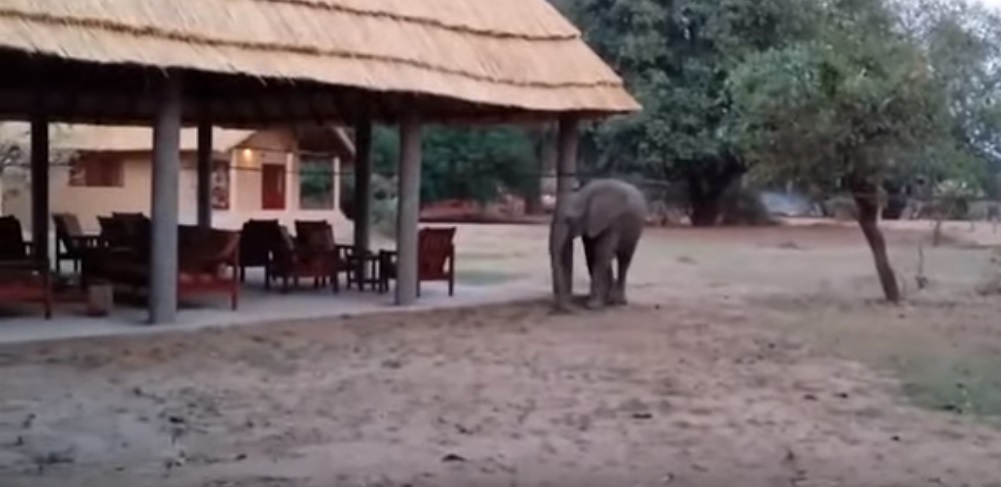 跟着“长辈”到餐厅的小象。