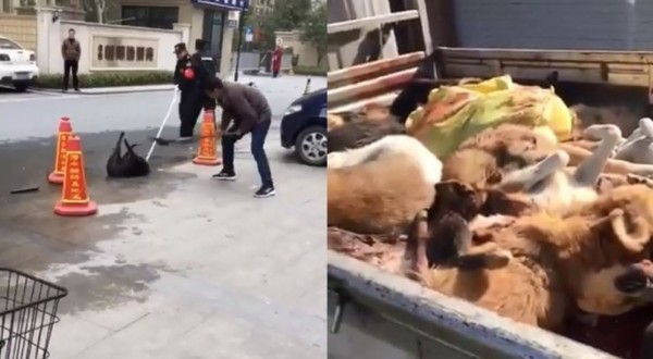 最近北京市在非重点管理区颁布最新“养犬管理规定”，要求居民禁止饲养体高超过35公分的大型犬，并限制3天内自行处置，未处理者将遭到开罚，导致北京市内宠物医院爆发安乐死潮。