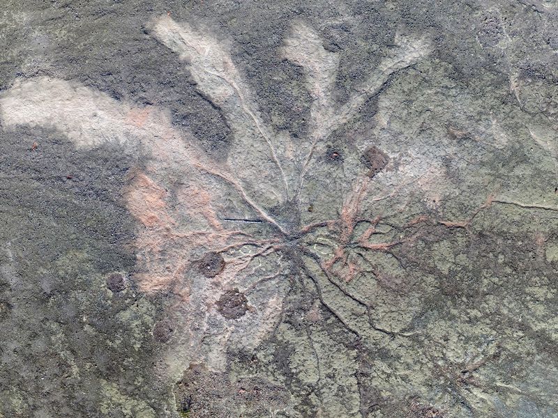 3.85亿年前古蕨属类树木的根系化石。