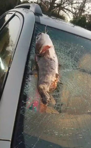 天降鲶鱼砸中女子车的挡风玻璃。