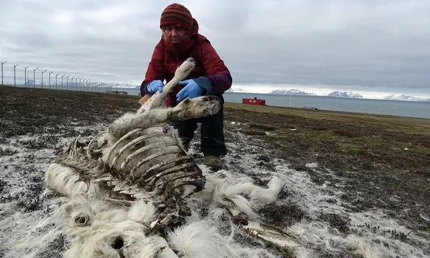 今年7月在北极发现超过200只驯鹿尸体。（法新社）