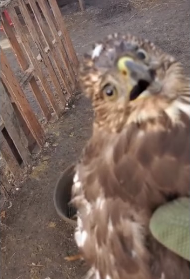 老鹰被鸡舍主人救起时，一脸下破胆的模样。