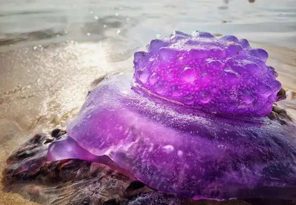 澳洲城市拜伦湾的海滩上出现罕见的紫色水母。