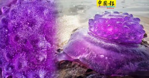 外星生物或化学污染？  澳海滩现罕见紫色水母