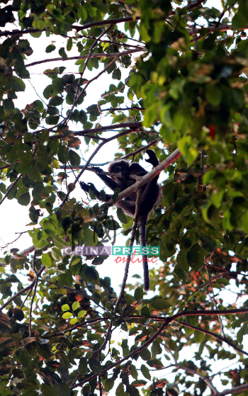组屋旁的老树也成为多只猴子的栖息地。