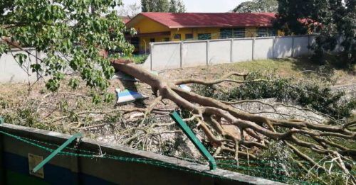 20尺巨树倒下 压毁排污池石墙  吓坏毗邻幼儿园孩童