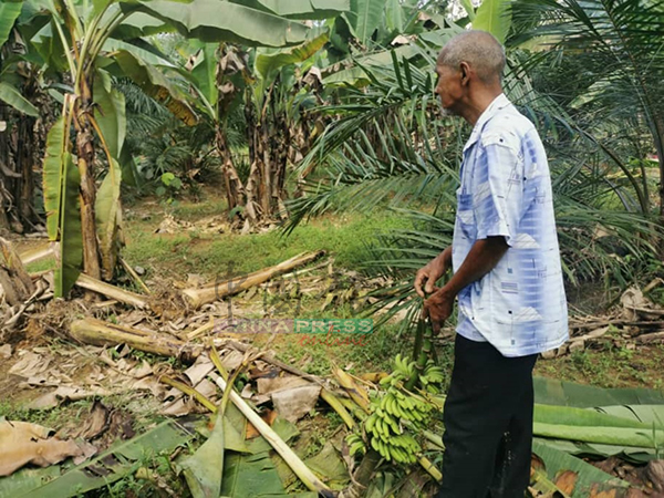 香蕉树东倒西歪，一周内逾500棵遭殃。