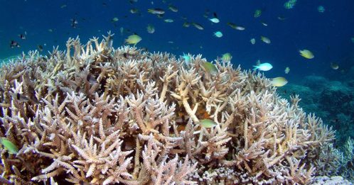 用有害珊瑚礁防晒品 帕劳罚违者4000