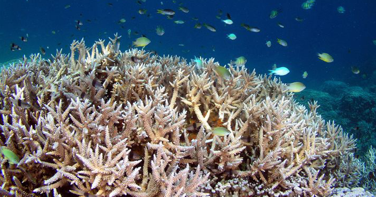 帕劳拥有许多美丽的珊瑚礁。