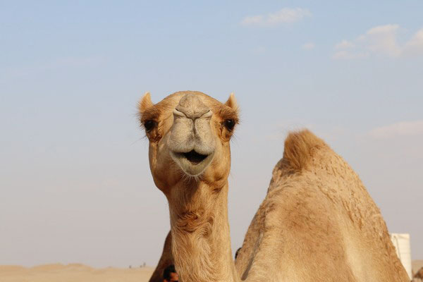 骆驼在索马里的地位，仅次于人类。一个人拥有的骆驼数量多寡，更是衡量一个人社会地位的标准。