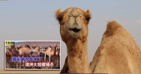 澳洲要杀万头骆驼 索马里：别杀，送我们！