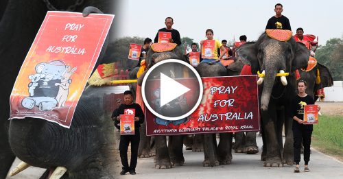 大象静默游行 为澳洲林火受灾动物祈福