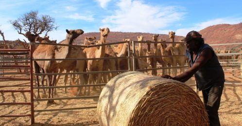 ◤澳洲林火◢南澳出动直升机 扑杀逾5000骆驼